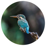 Wallpaper Circle The Kingfisher 142.5 cm